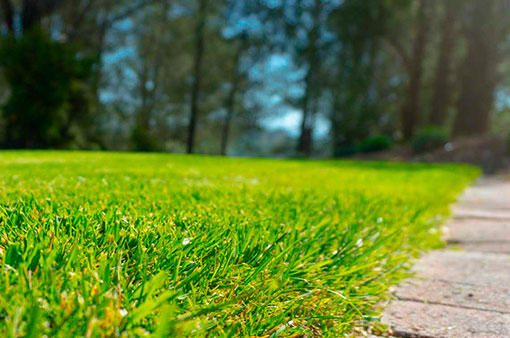 jardineria-futur-pirineus jardineria-futur-pirineus