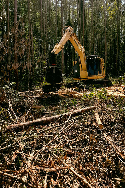 trabajos-forestales trabajos-forestales